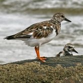 Ptaki Non Passeriformes - Siewkowe: pozostałe