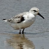 Ptaki Non Passeriformes - Siewkowe: pozostałe