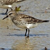 Ptaki Non Passeriformes - Siewkowe: pozostałe