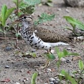 Ptaki Non Passeriformes - Siewkowe: pozostałe