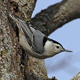 Oiseaux Passeriformes - Sittidae (sittelles)