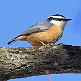 Oiseaux Passeriformes - Sittidae (sittelles)