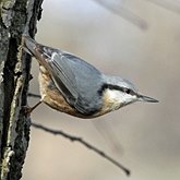 Oiseaux Passeriformes - Sittidae (sittelles)