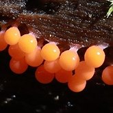 Others - Slime molds