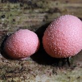 Others - Slime molds