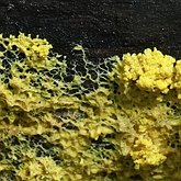 Others - Slime molds