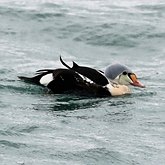 Somateria spectabilis