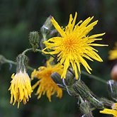 Sonchus arvensis