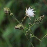 Sonchus arvensis