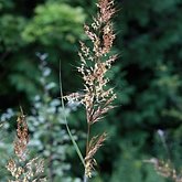 Sorghastrum nutans