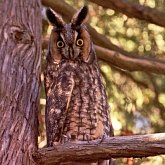 Ptaki Non Passeriformes - Sowy