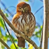 Ptaki Non Passeriformes - Sowy