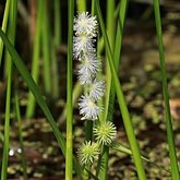 Sparganium sp.