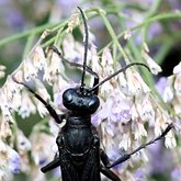 Sphex pensylvanicus