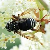 Spilomyia fusca