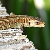 Vertébrés, autres - Squamates (saurophidiens)