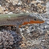 Vert&#233;br&#233;s, autres - Squamates (saurophidiens)