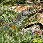 Vertébrés, autres - Squamates (saurophidiens)