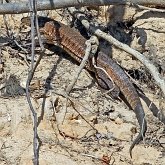 Vertébrés, autres - Squamates (saurophidiens)