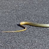 Vert&#233;br&#233;s, autres - Squamates (saurophidiens)