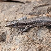 Vert&#233;br&#233;s, autres - Squamates (saurophidiens)