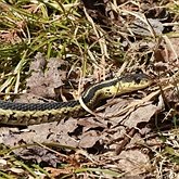 Vertébrés, autres - Squamates (saurophidiens)