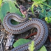 Vert&#233;br&#233;s, autres - Squamates (saurophidiens)