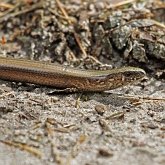 Vert&#233;br&#233;s, autres - Squamates (saurophidiens)