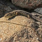 Vert&#233;br&#233;s, autres - Squamates (saurophidiens)