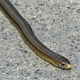 Vert&#233;br&#233;s, autres - Squamates (saurophidiens)