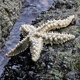 Invertebrates, others - Starfish (Sea stars)