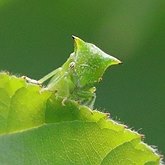 Stictocephala sp.