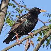 Birds Passeriformes - Sturnidae (Starlings)