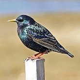 Birds Passeriformes - Sturnidae (Starlings)