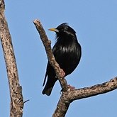 Aves Passeriformes - Sturnidae (esturn&#237;deos)