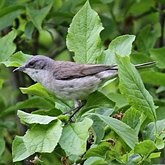 Oiseaux Passeriformes - Sylviidae