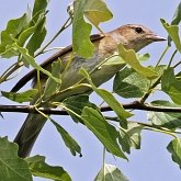 Oiseaux Passeriformes - Sylviidae