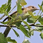 Birds Passeriformes - Sylviidae (Sylviid Babblers)