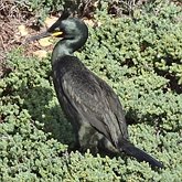 Aves Non Passeriformes - Tesourões, biguás e afins