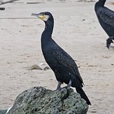 Aves Non Passeriformes - Tesour&#245;es, bigu&#225;s e afins