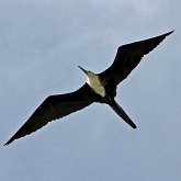 Aves Non Passeriformes - Tesour&#245;es, bigu&#225;s e afins