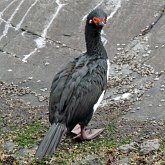 Aves Non Passeriformes - Tesour&#245;es, bigu&#225;s e afins