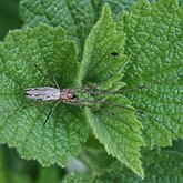 Tetragnatha sp. 1