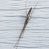 Tetragnatha sp. 2
