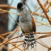 Birds Passeriformes - Thamnophilidae (Antbirds)