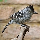 Ptaki Passeriformes - Thamnophilidae (chronkowate)