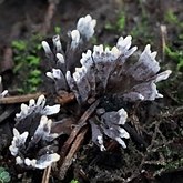 Thelephora sp.