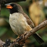 Birds Passeriformes - Thraupidae (Tanagers and allies)
