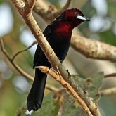 Birds Passeriformes - Thraupidae (Tanagers and allies)