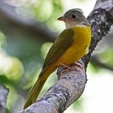Birds Passeriformes - Thraupidae (Tanagers and allies)